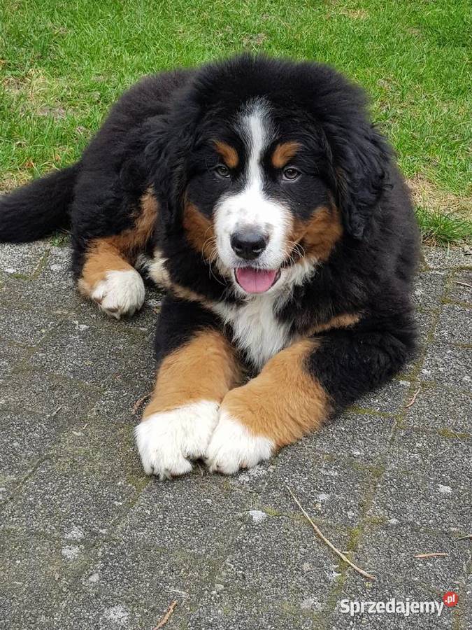 Berneński Pies Pasterski już do odbioru Lublin