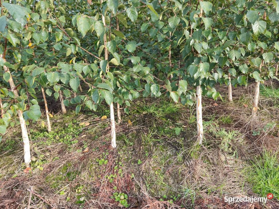 Brzoza doorenbos szkółkanajbielsza kora Kraków Andrychów