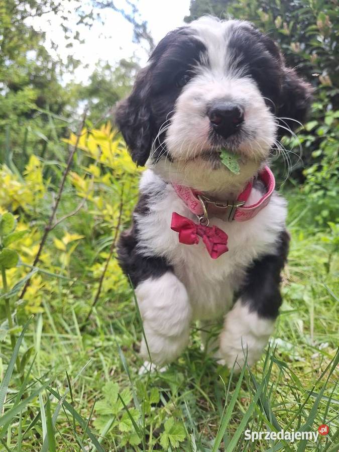 BernedoodleRodzice FCI inteligentny puchaty Chyliczki sprzedam