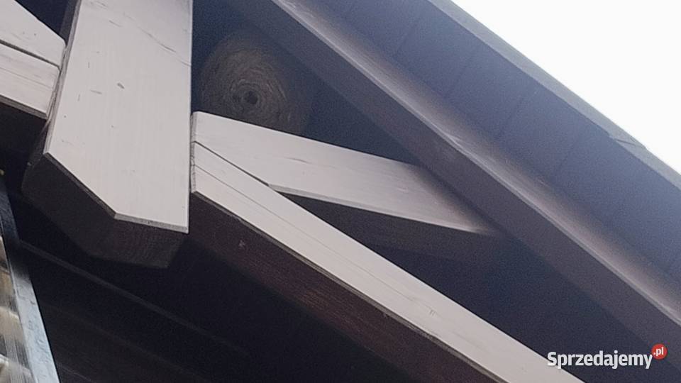 Likwidacja usuwanie gniazd os pszczół szerszeni Olecko