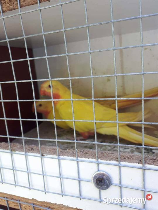 Księżniczki walii lutino Skała