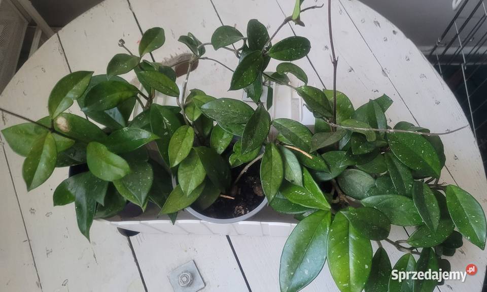 Zielistka i inne kwiaty doniczkowe Pozostałe Łódź