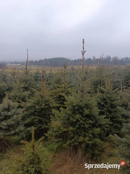 CHOINKI Rolnictwo Blizne