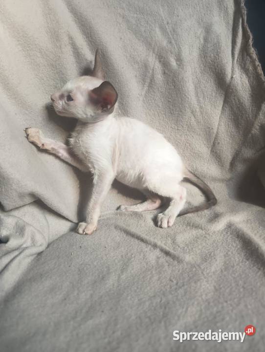 Kot kotka kociaki cornish rex devon rex HodUrok sprzedam