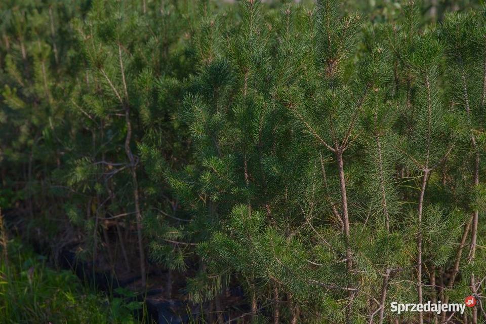 Sosna zwyczajna Pinus sylvestris wys 5070 donica