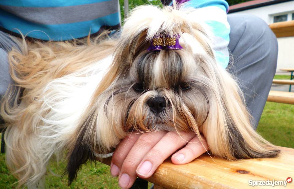 Shih tzu z rodowodem ZHPR UCIunikalne umaszczeni