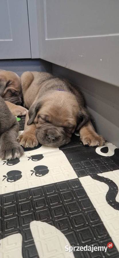 Cane Corso rodowodowe Bychawa