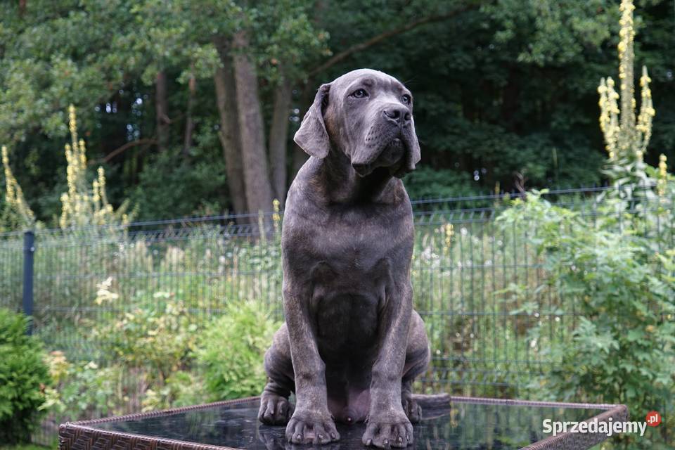 Szczeniaki Cane Corso ZKwP FCI sprzedam