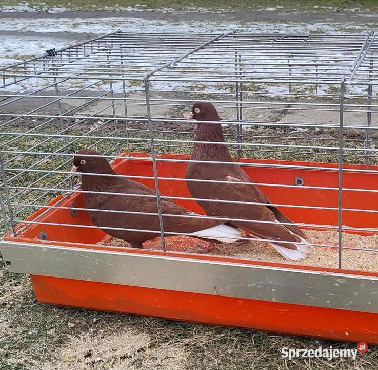 Gołębie Ozdobne Blachownia