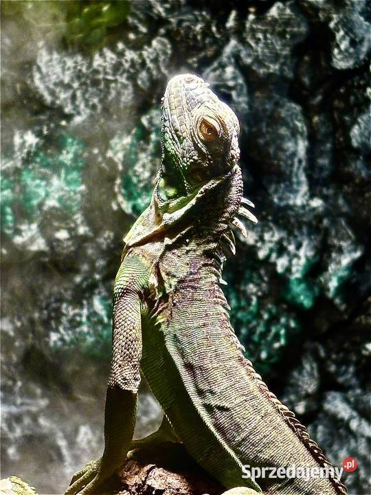 Sprzedam Iguanę Legwan Zielony terrarium Gady i płazy Piła