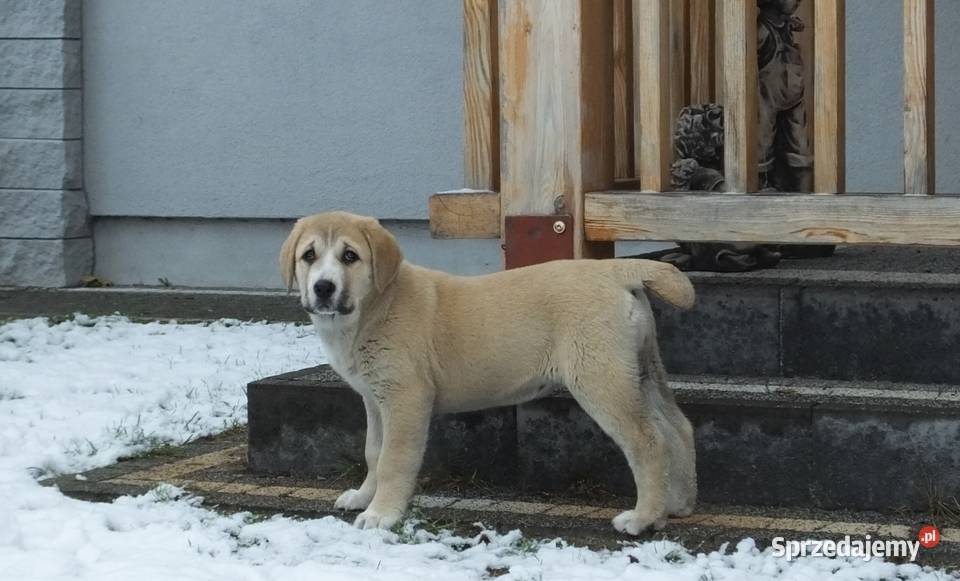 Owczarek Środkowoazjatycki wielkopolskie