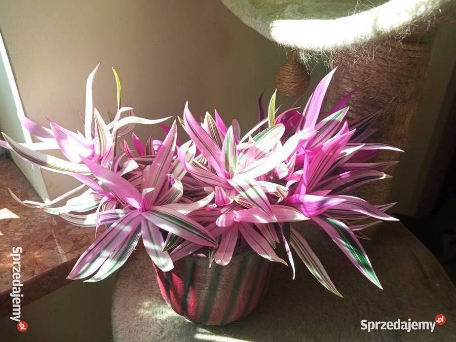 Trzykrotka Reo i drzewko szczęścia Białystok