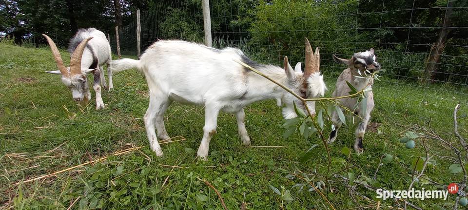 Młody Koziołek Zielomyśl sprzedam