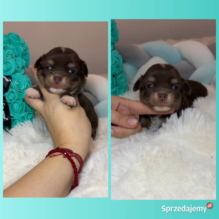 Chihuahua mini piesek czekoladowy długowłosy Bełchatów