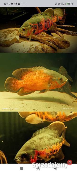 Pielęgnice pawiookie śląskie Częstochowa