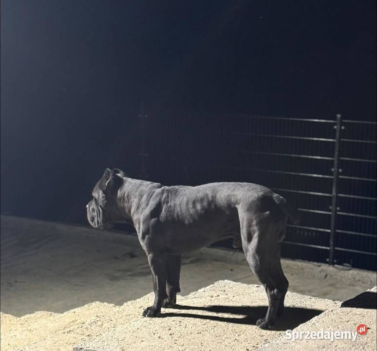 Szara suczka Cane Corso ZKwPFCI Zawoja
