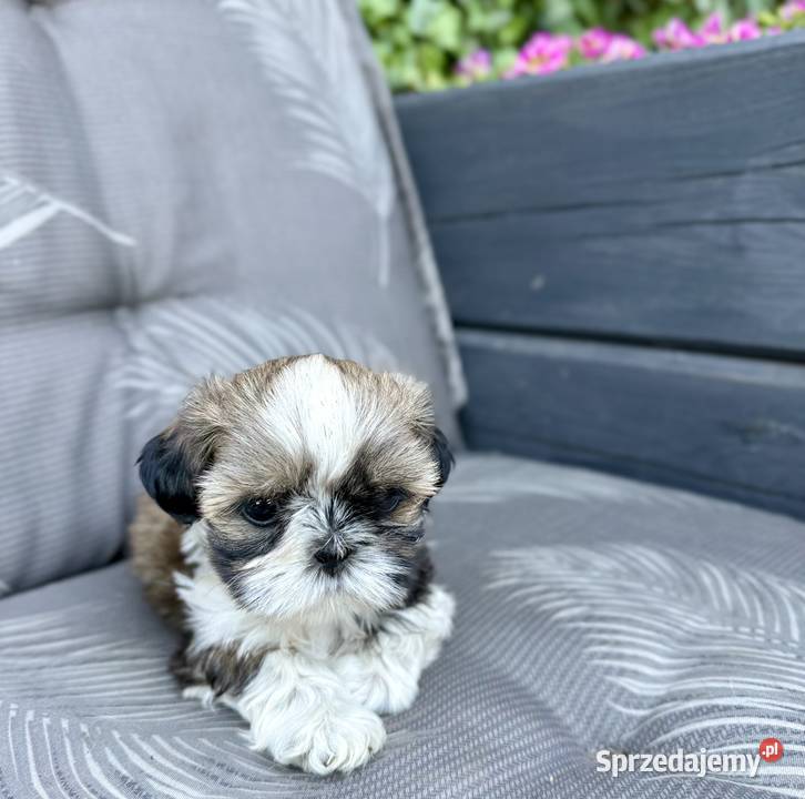 Shih Tzu szczeniaki gotowe do odbioru Shih Tzu Wągrowiec