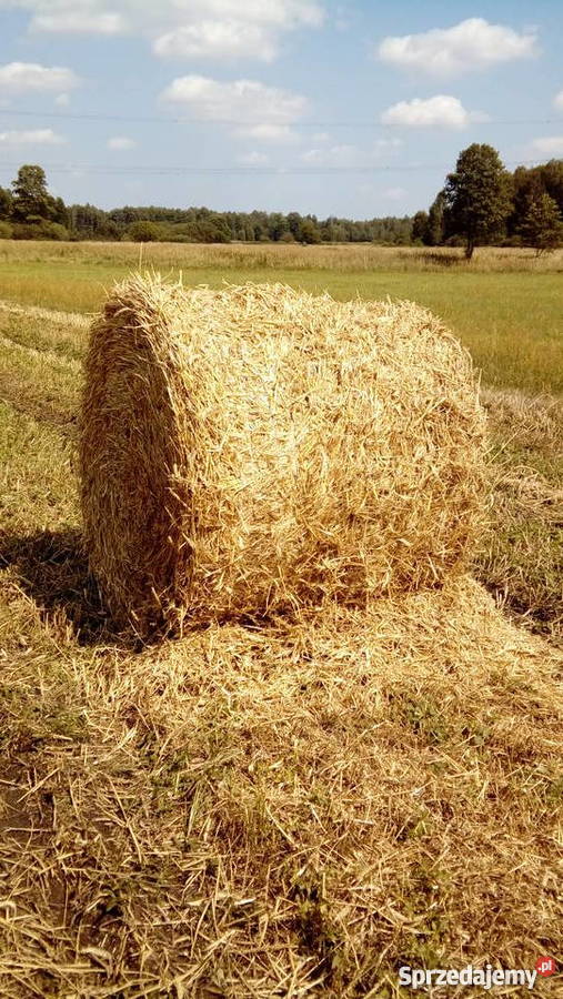 Słoma Żytnia baloty 120na120 Kleszczów