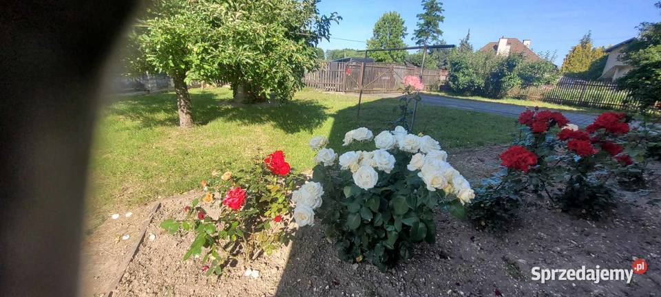 Dom jednorodzinny na działce 25ar w działki Sprzedaż Dębica