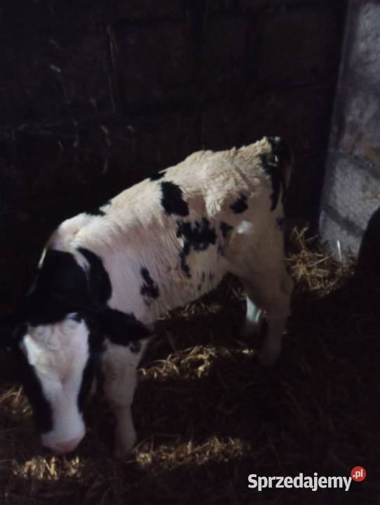 Byczek dwutygodniowy BB miesny Bydło Giełda zwierząt