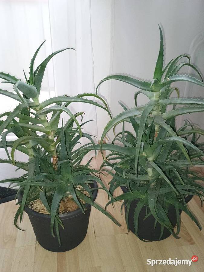 Aloes drzewiasty Lubartów