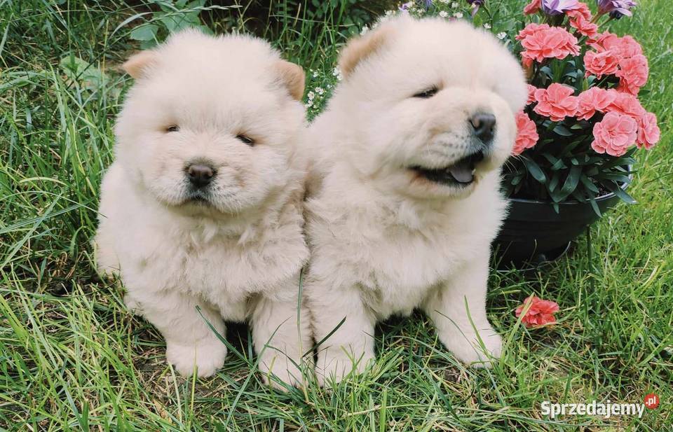 CHOW CHOW CZAU CZAU ŚLICZNE SZCZENIĘTA Drogusza