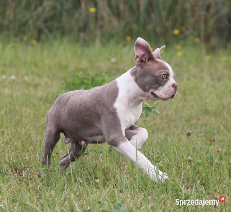 Boston Terrier color chłopaki Kędzierzyn-Koźle