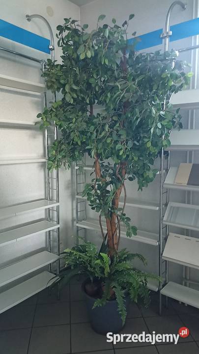 Sztuczny kwiat w doniczce Fikus Beniamina ok 2 m Radzyń Podlaski