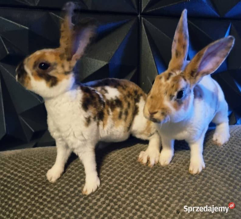 Królik Mini Rex trójbarwny Króliki Katowice