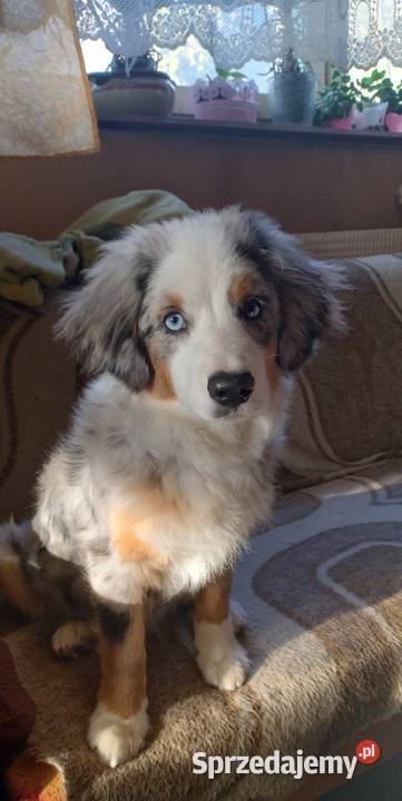 Miniaturowy owczarek amerykański Sosnowiec