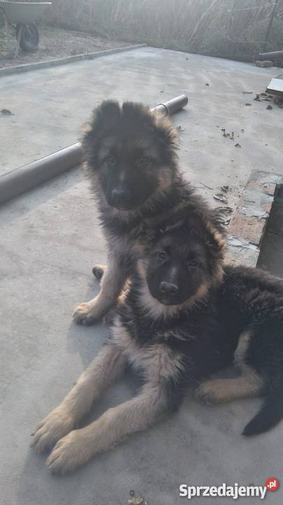 szczeniaki wilk długowłosy Struża