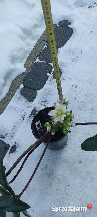 Ciemiernik Roses Dark Picotee Rabatowe Opole