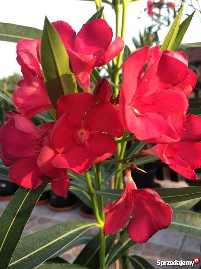 Gałązki oleander do ukorzenienia w wodzie małopolskie Brzeźnica