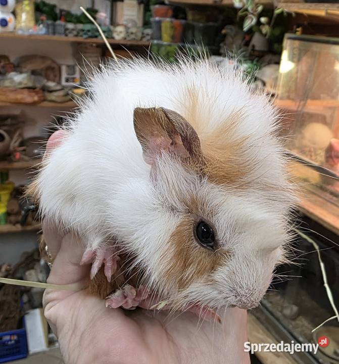 Świnka morska cavia domowa cawia Zwierzęta Tarnów