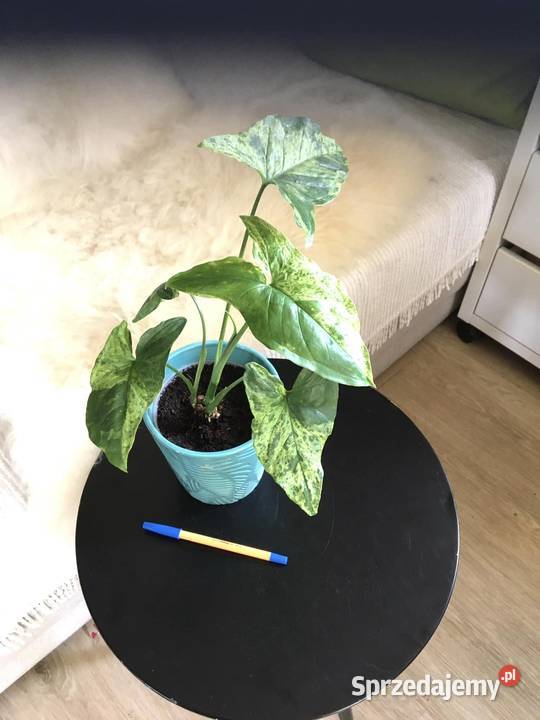 Syngonium mojito