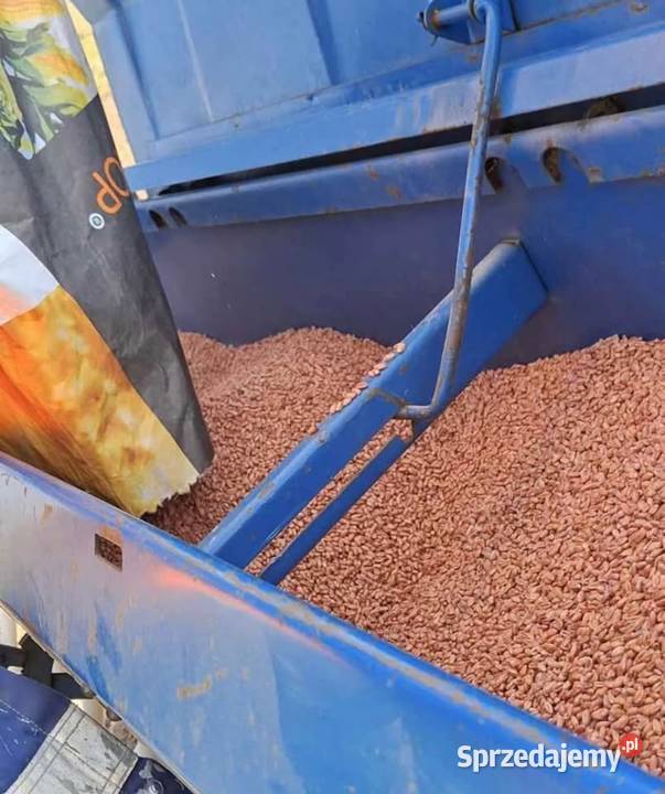 siewnik poznaniak 6 Siewniki i sadzarki Mirów Stary