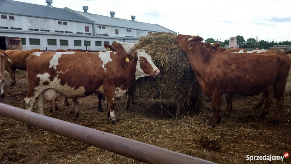 Sprzedam krowy i jałówki mięsne zachodniopomorskie Rąbino