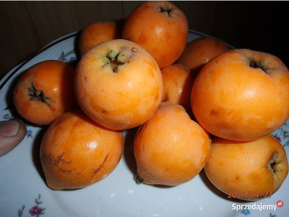 Nieszpułka Nieśplik japoński Sadzonka 50 sprzedam