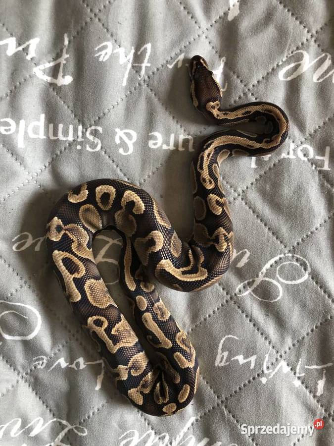 Pyton Królewski 10 GHI Het Clown lubelskie
