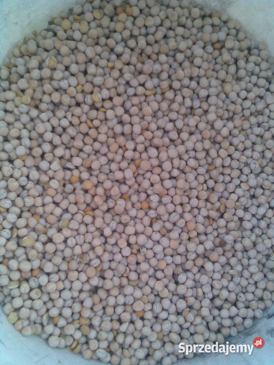 sprzedam groch świętokrzyskie Opatów sprzedam