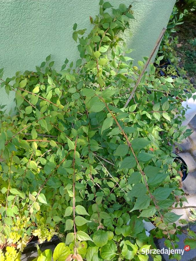 Krzewy wieloletnie do ogrodu nadwyżki Nisko