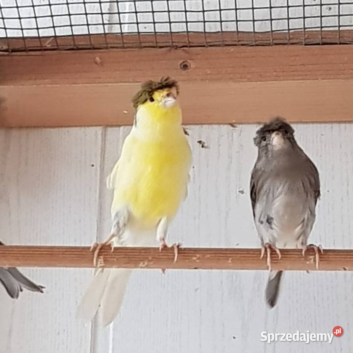 Kanarki śpiewajace slavujary Ciechanów sprzedam