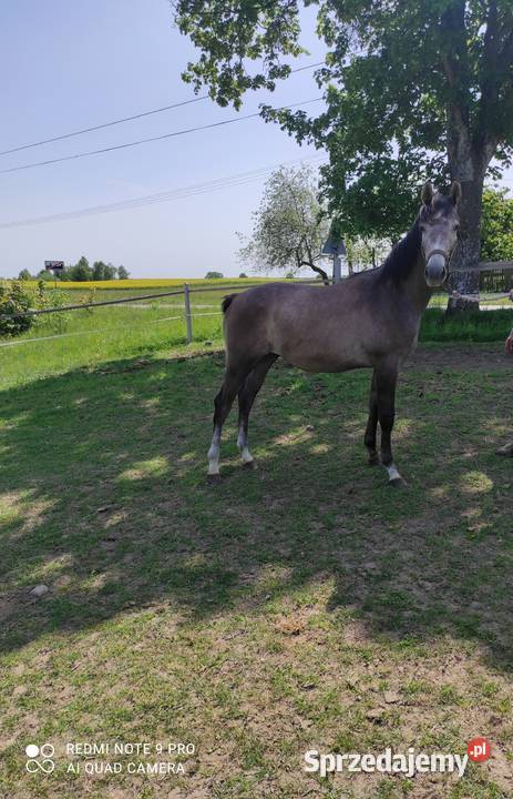 Roczny koń sportowy Stara Kiszewa