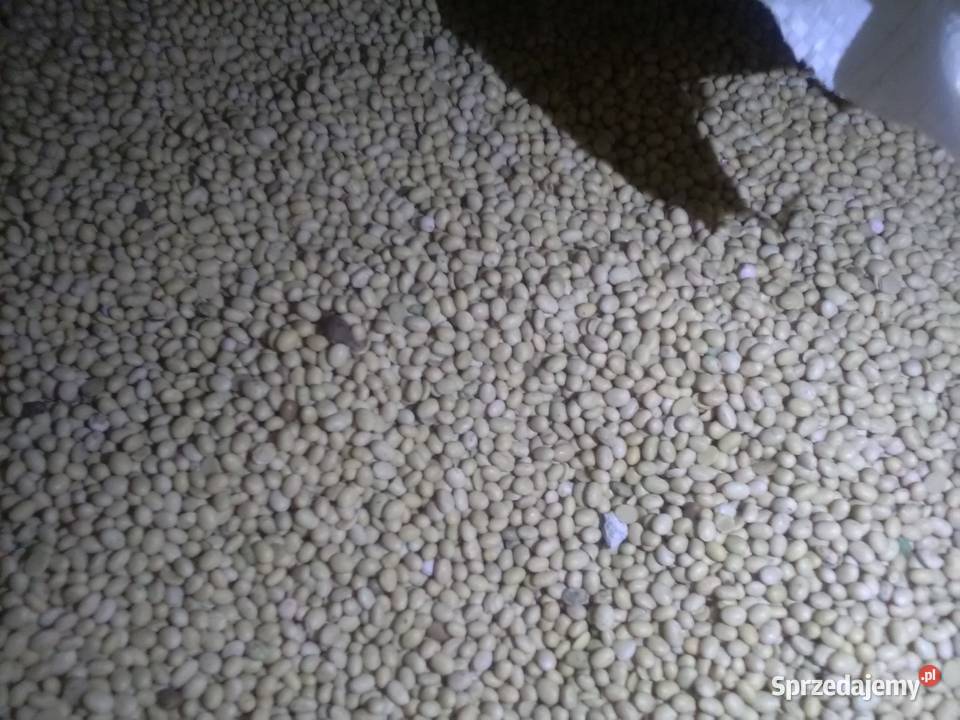 Soja sprzedam 400 metr ziarno Pińczów