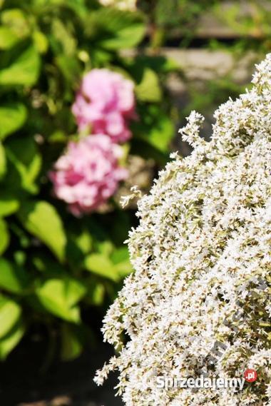 Zatrwian Tatarski Statycja KWIATY Pozostałe Chmielew sprzedam