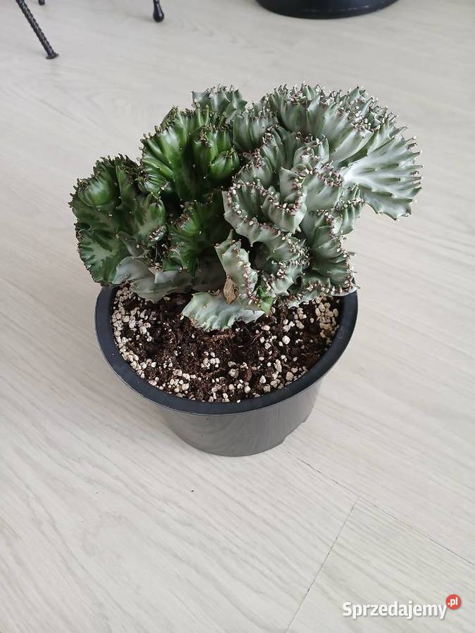 Euphorbia Lactea White Ghost Cristata Częstochowa