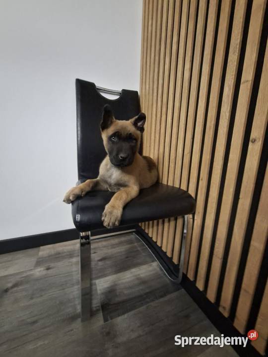 Owczarek Belgijski Malinois Szczeniaki Częstochowa