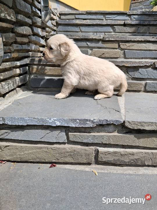 Szczenięta Golden Retriver Golden Retriever Limanowa sprzedam