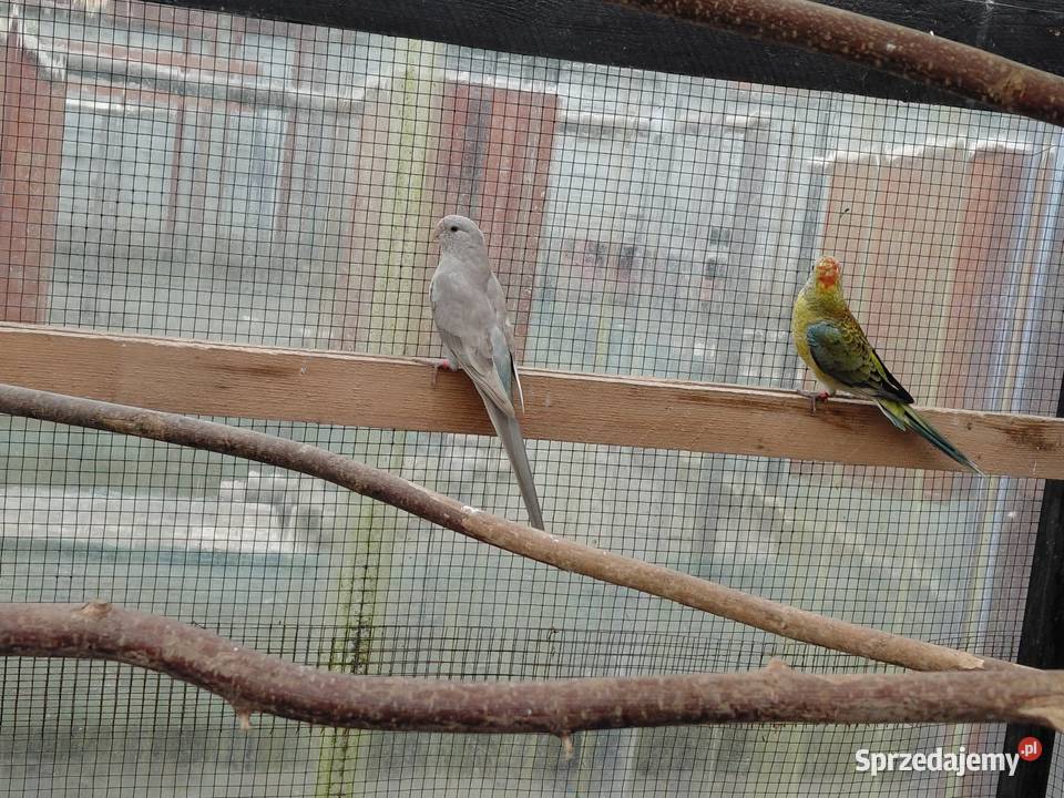 Swiergotka samica 2025r Leżachów