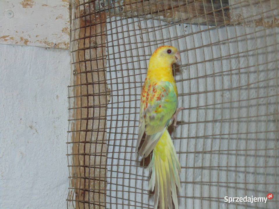 swiergotki Racibórz